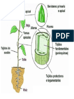 Tejido Vegetal 1