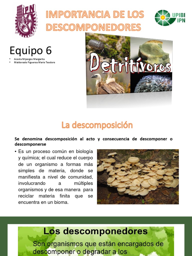 La Importancia de Los Suelo