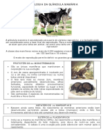 lactacao.pdf