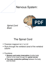 Central Nervous System