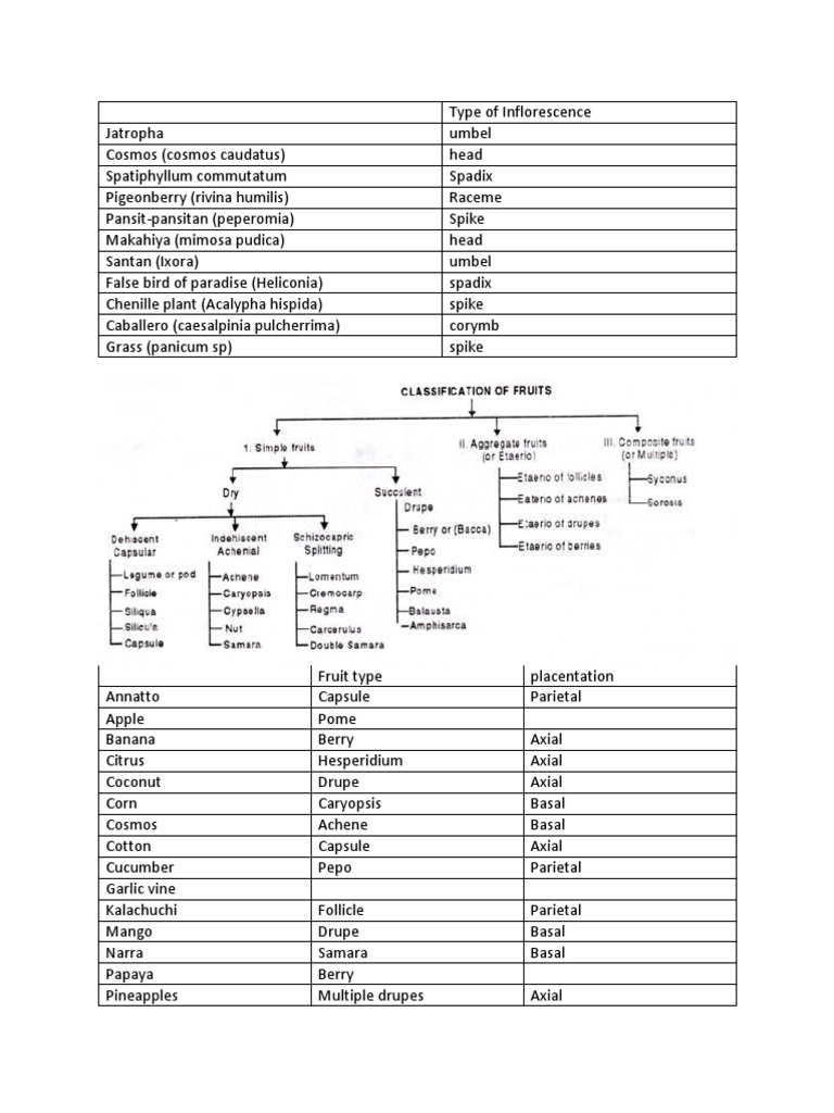 Type of Inflorescence | PDF