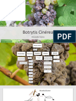 Botrytis Cinérea