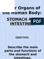 Major Organs of The Human Body:: Stomach and Intestines