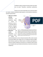 9 - Antibióticos Que Inhiben La Síntesis de Proteínas