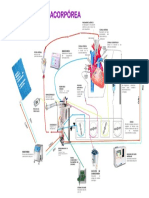 Circulacion Extracorporea