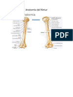 Anatomía del femur 