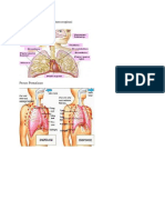 Organ Yang Terlibat Pada Sistem Respirasi