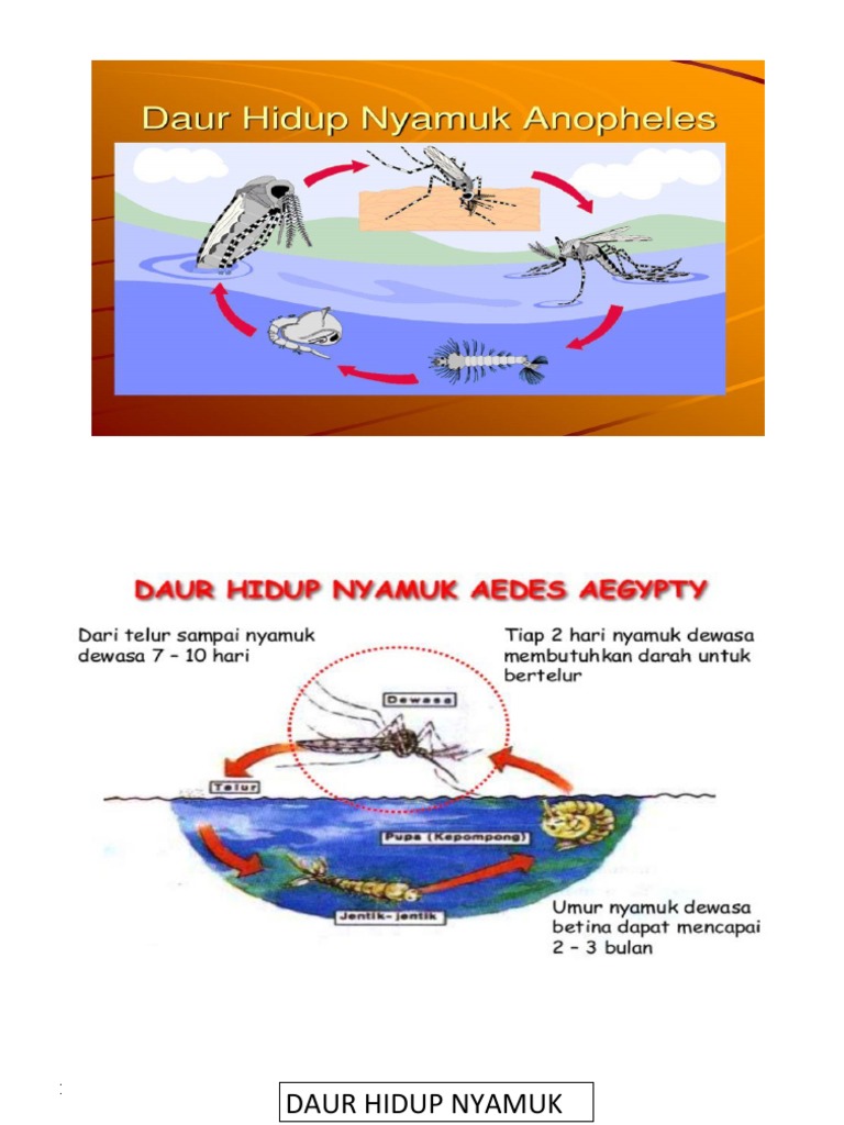 Daur Hidup Nyamuk Docx