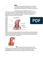 Anatomía Del Recto-Anal