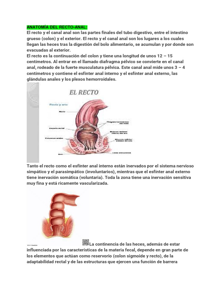Anatomía y funciones del recto y ano | PDF | Ciencias sociales ...