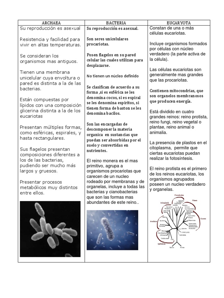 Cuadro Comparativo Sobre Los Dominios | PDF | Eucariotas | Biología Celular)