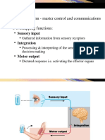 Nervous System - Master Control and Communications System 3 Overlapping Functions