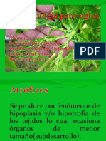 Fitopatologia 100517152032 Phpapp02