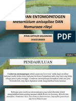 Cendawan Entomopatogen