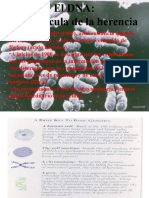 Ac Nucleicos y Proteinas Bq