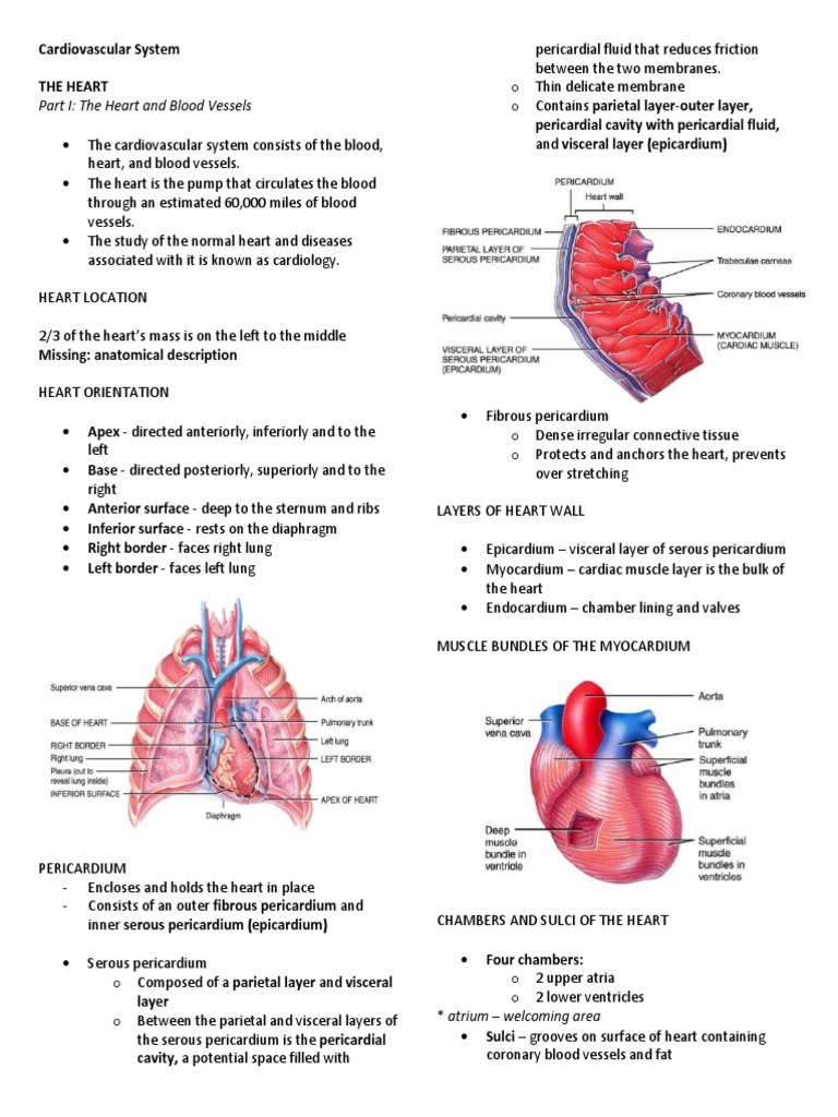 Heart Structure and Function Overview | PDF | Heart Valve | Ventricle ...