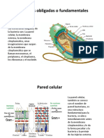 Estructuras Obligadas o Fundamentales