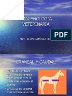 Imagenología Veterinaria Del Caballo