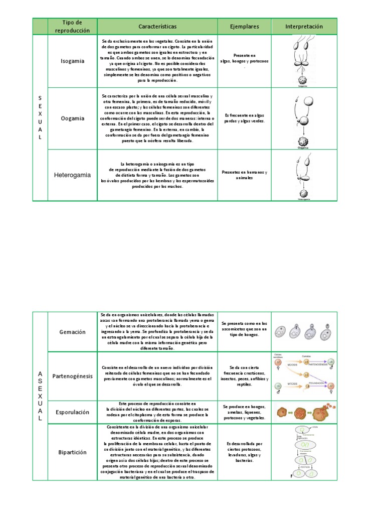 Anisogamia y sus Tipos de Reproducción | PDF | Reproducción sexual | Espora