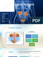 Urinary System: Cabrera Chunga Geraldinne. Grández Nuncira Claudia. Mundaca Rojas Cesar. Niquén Fiestas Sthefany