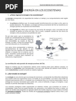 Refuerzo Nro 5 - Flujo de Energía en Los Ecosistemas - Info
