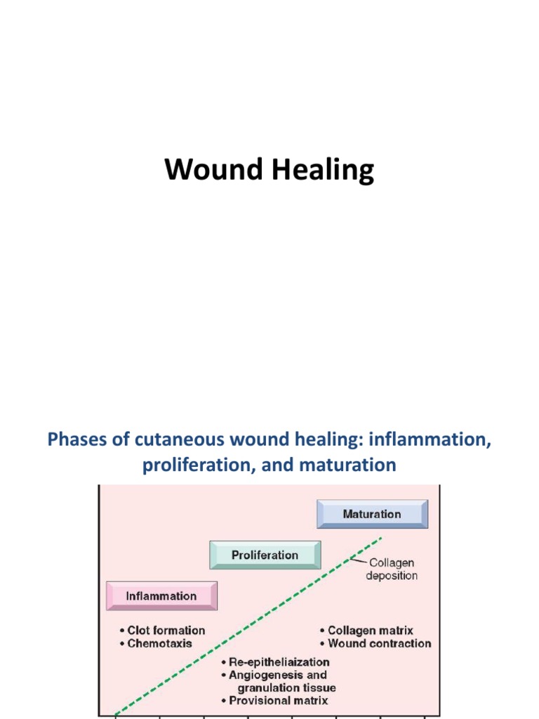 Wound - Healing | PDF | Wound Healing | Extracellular Matrix