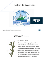 Introduction To Seaweeds: Explorers Education Programme: WWW - Explorers.ie