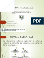 Tipos y Sistemas Radiculares