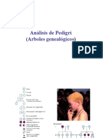 Pedigri PDF