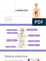 Sistema Endocrino