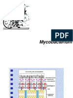 Mycobacterii