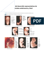 Fenómenos Del Desarrollo Representativos de Los Períodos Embrionario y Fetal