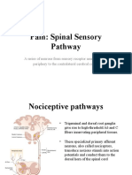 Pain: Spinal Sensory Pathway