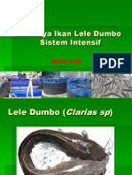 Budidaya Lele Dumbo Sistem Intensif