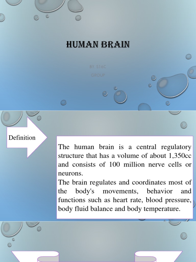 Overview of Human Brain Structure and Functions | PDF | Human Brain | Brain