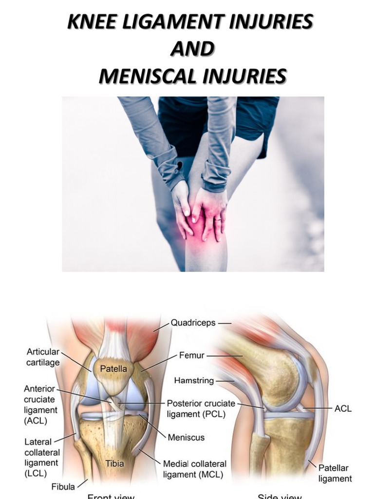 Ligaments of the Knee - Recon - Orthobullets, image size:768x1024