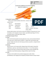 Morfologi Dan Klasifikasi Tanaman Wortel