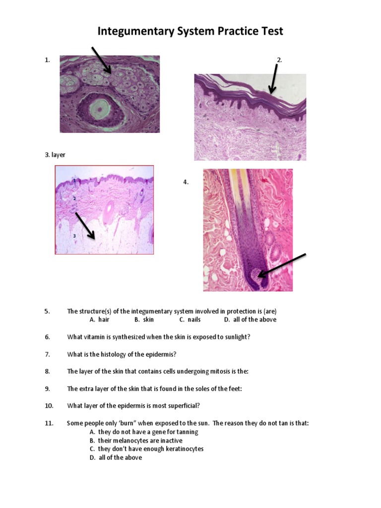 Integumentary Practice Test PDF | PDF | Integumentary System | Skin