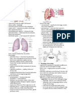 Learning Objectives 1. Anatomy of The Lungs