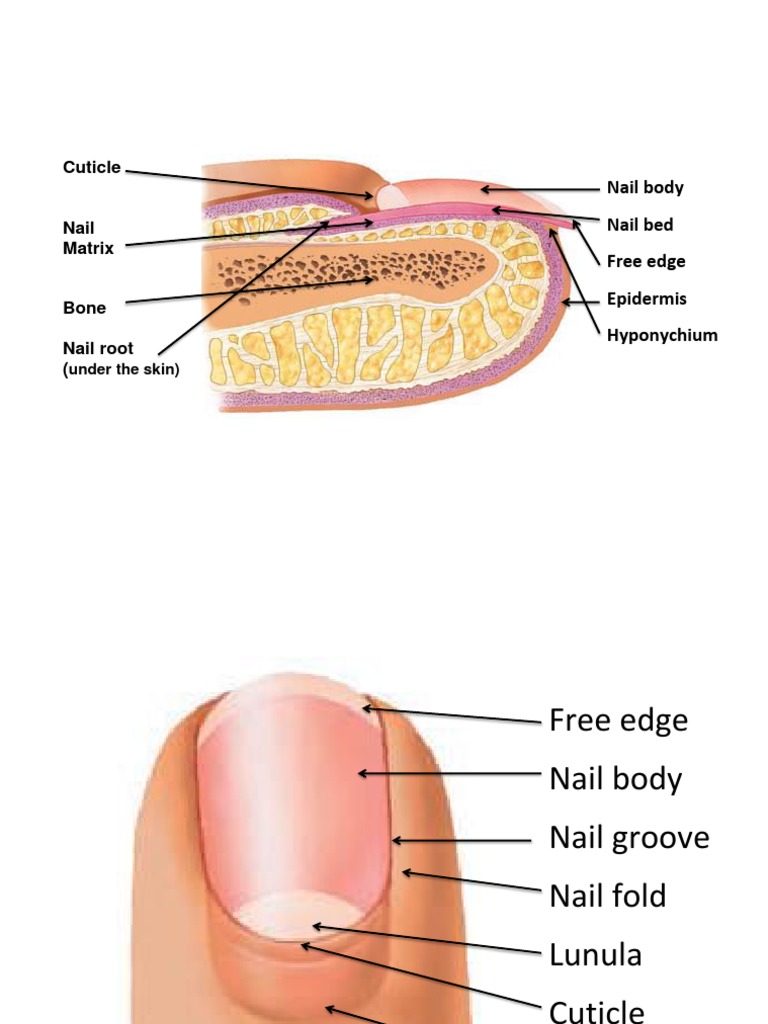 Nail Docx