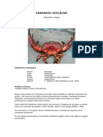 Cangrejo violáceo Platyxanthus orbignyi: clasificación, morfología, distribución, pesca y comercialización