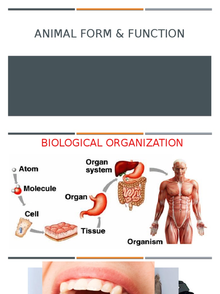 Animal Form and Function: Tissue Types | PDF | Epithelium ...
