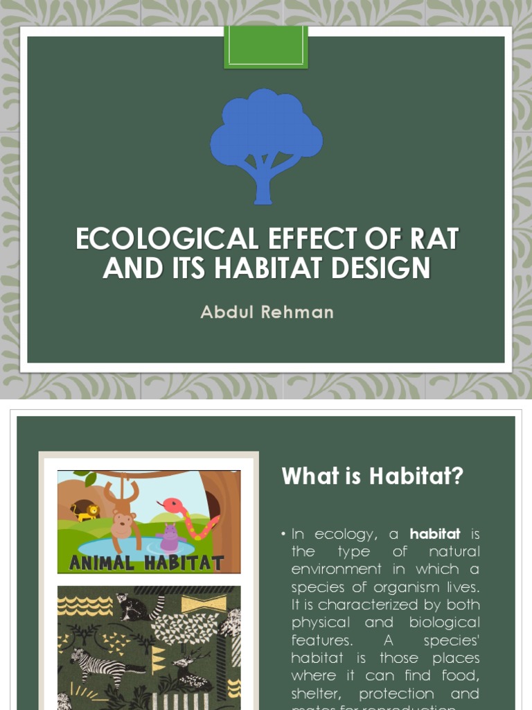 Ecological Effects of Rat Habitat | PDF | Rat | Rodent