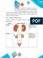 Morfofisiologia Sistema Urinario