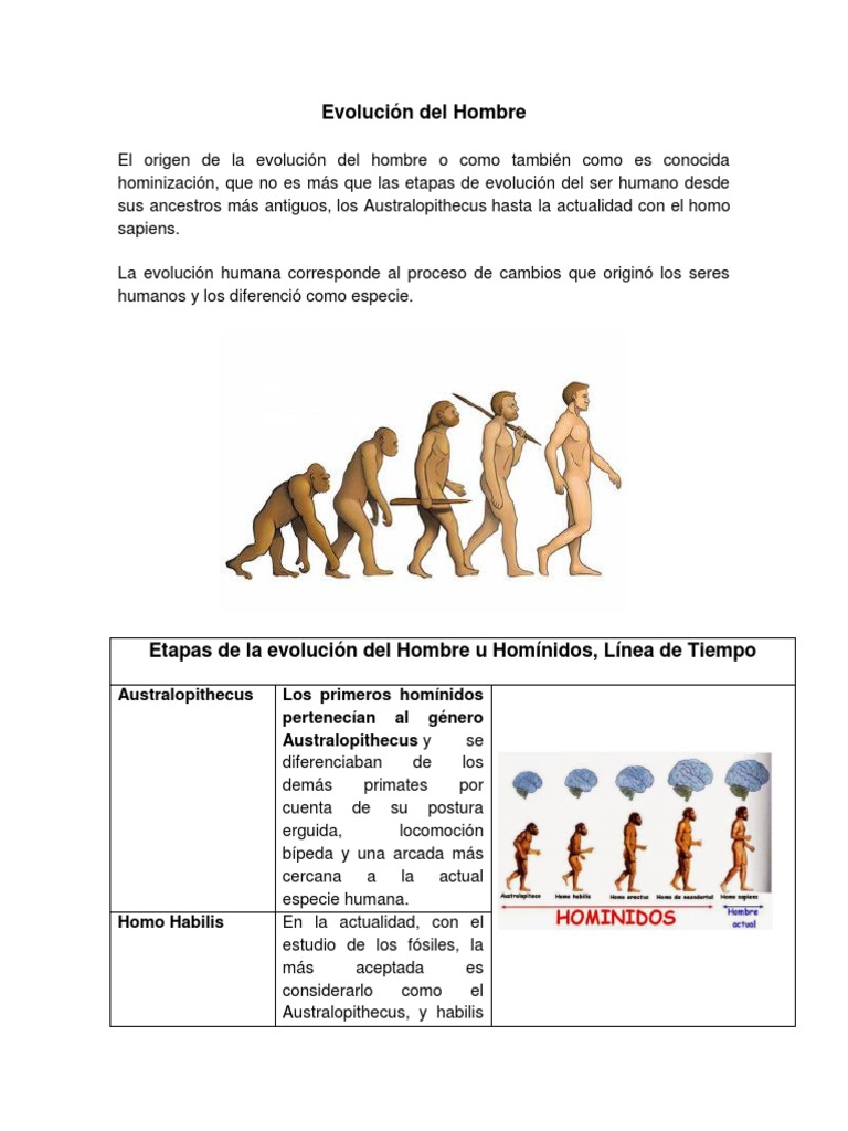 Etapas de la Evolución del Hombre | PDF | Homo | Evolución humana