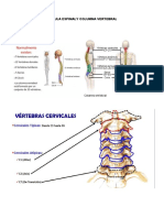 Médula Espinaly Columna Vertebral