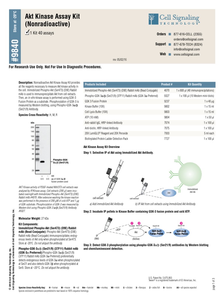 Akt Kinase Assay Kit (Nonradioactive) PDF Western Blot Protein