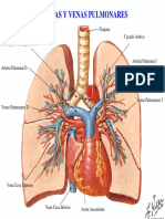 Aparato Cardiovascular