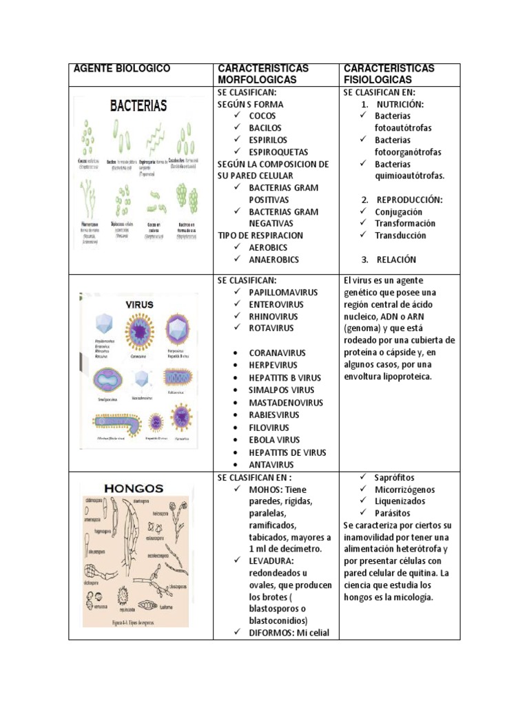 Clasificación de Agentes Biológicos | PDF | Virus | Las bacterias