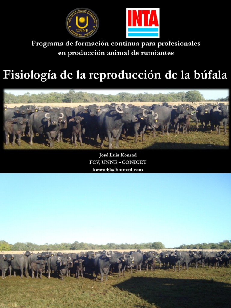 06 Konrad Fisiologc3ada Reproductiva De La Bufala PDF Vacas 